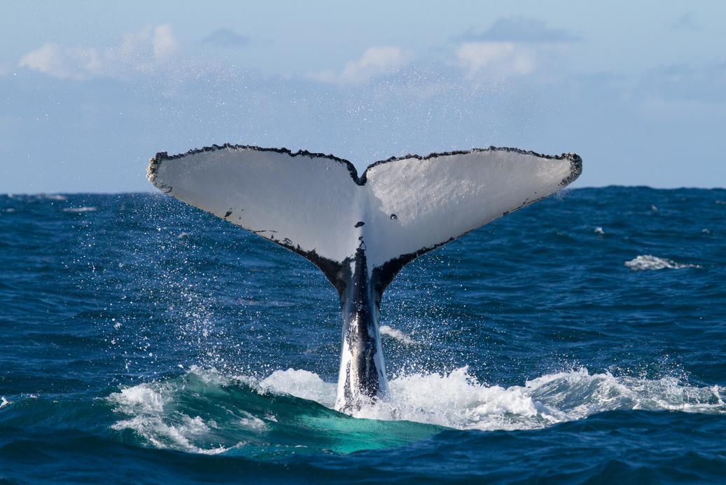 Humpback Whales